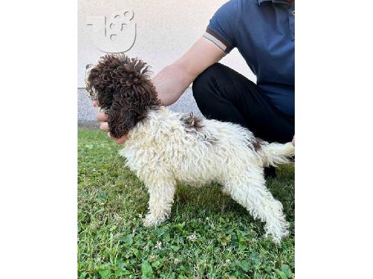 PoulaTo: Lagotto Romagnolo, διαθέσιμα κουτάβια